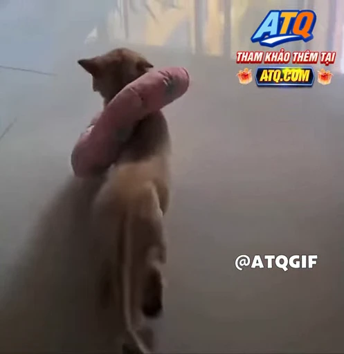 🤩 Стикер «ATQGIF» для Telegram