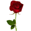 🌹 Эмодзи «Алиса в стране чудес 🍵🤔» для Telegram