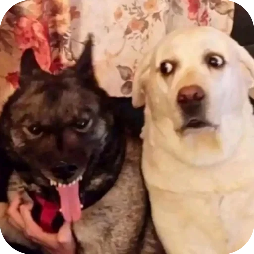 🐶 Стикер «BoniChota» для Telegram