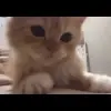 🤩 Эмодзи «Айдл - кпоп стики» для Telegram