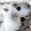 🤩 Эмодзи «Айдл - кпоп стики» для Telegram