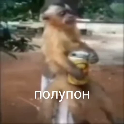 😐 Стикер «Обезьяна» для Telegram