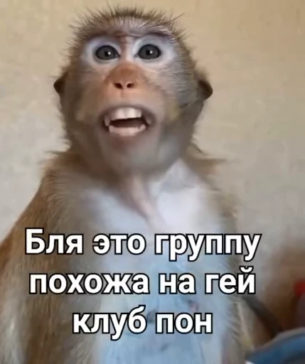 🏳‍🌈 Стикер «Обезьяна» для Telegram