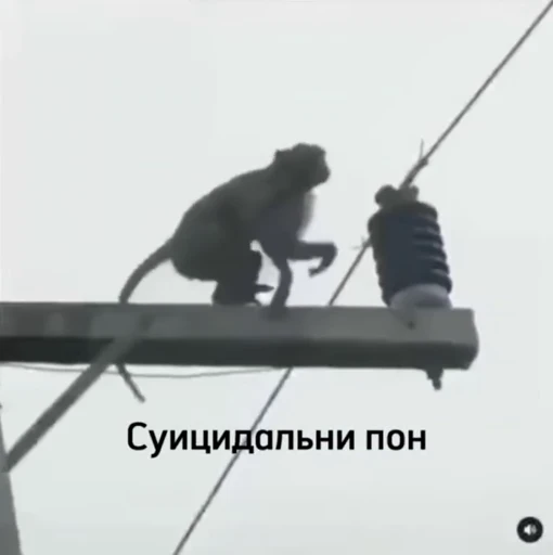 💀 Стикер «Обезьяна» для Telegram
