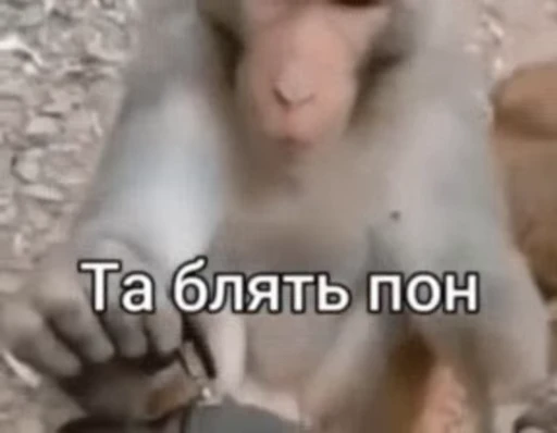 👺 Стикер «Обезьяна» для Telegram
