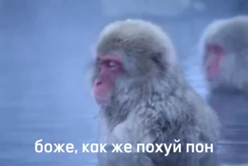 🤯 Стикер «Обезьяна» для Telegram
