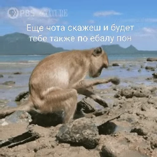 🤬 Стикер «Обезьяна» для Telegram
