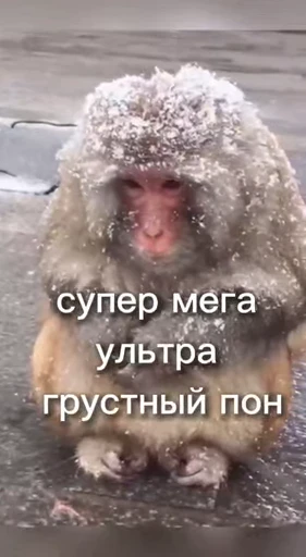 😭 Стикер «Обезьяна» для Telegram