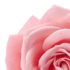 🌹 Эмодзи «Amy Rose» для Telegram