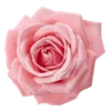 🌹 Эмодзи «Amy Rose» для Telegram