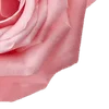 🌹 Эмодзи «Amy Rose» для Telegram