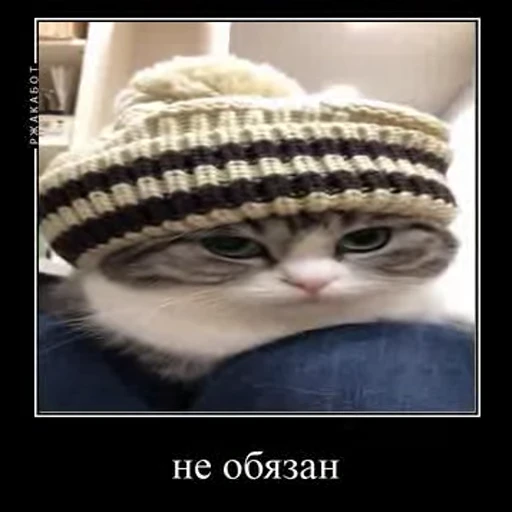 👎 Стикер «кыцька» для Telegram