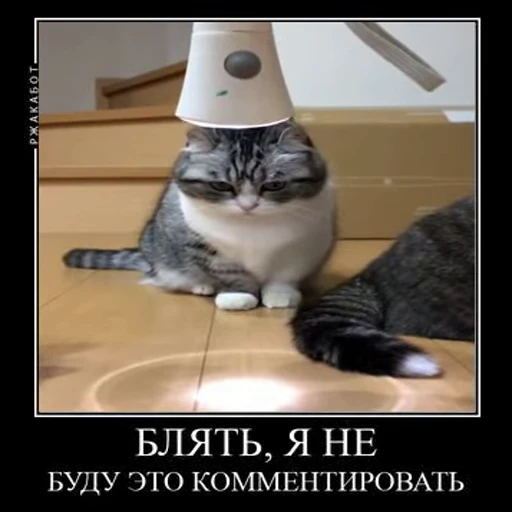 🤨 Стикер «кыцька» для Telegram