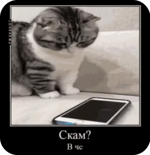 🚷 Стикер «кыцька» для Telegram