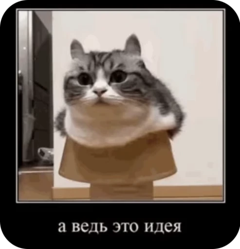 💡 Стикер «кыцька» для Telegram