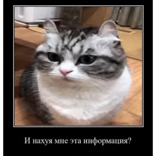 🤨 Стикер «кыцька» для Telegram