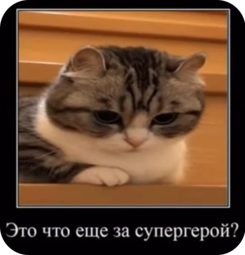 🙌 Стикер «кыцька» для Telegram