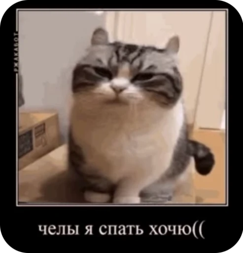 😴 Стикер «кыцька» для Telegram