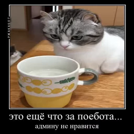 😤 Стикер «кыцька» для Telegram