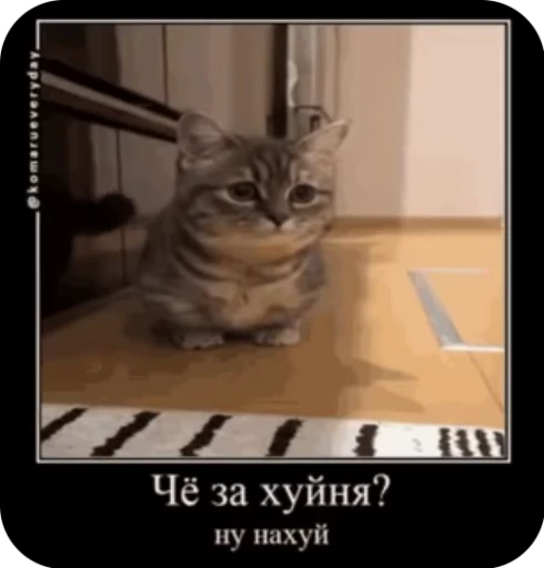 😳 Стикер «кыцька» для Telegram
