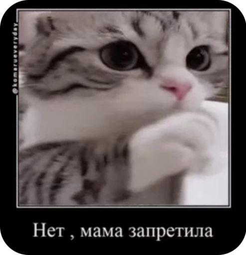 🤓 Стикер «кыцька» для Telegram
