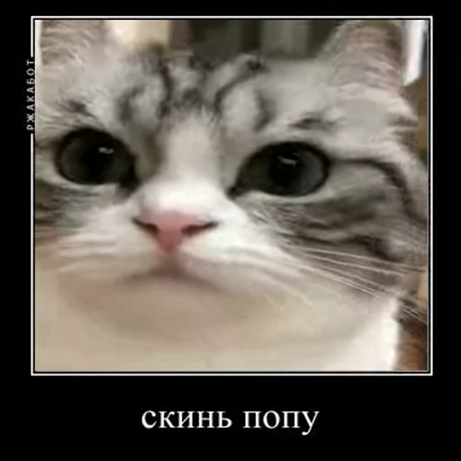 😍 Стикер «кыцька» для Telegram