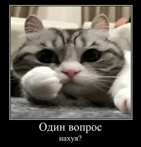 🧐 Стикер «кыцька» для Telegram