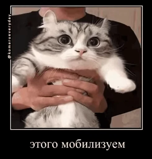 🤓 Стикер «кыцька» для Telegram