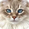 🤩 Эмодзи «Котячьи мордочки» для Telegram