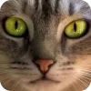 🤩 Эмодзи «Котячьи мордочки» для Telegram