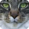🤩 Эмодзи «Котячьи мордочки» для Telegram