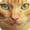 🤩 Эмодзи «Котячьи мордочки» для Telegram