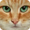 🤩 Эмодзи «Котячьи мордочки» для Telegram