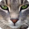 🤩 Эмодзи «Котячьи мордочки» для Telegram