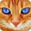 🤩 Эмодзи «Котячьи мордочки» для Telegram