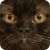 🤩 Эмодзи «Котячьи мордочки» для Telegram