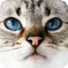 🤩 Эмодзи «Котячьи мордочки» для Telegram