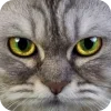 🤩 Эмодзи «Котячьи мордочки» для Telegram
