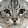 🤩 Эмодзи «Котячьи мордочки» для Telegram