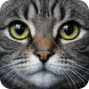 🤩 Эмодзи «Котячьи мордочки» для Telegram