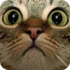 🤩 Эмодзи «Котячьи мордочки» для Telegram