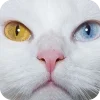 Эмодзи Котячьи мордочки для Telegram — скачать
