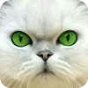 🤩 Эмодзи «Котячьи мордочки» для Telegram