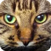 🤩 Эмодзи «Котячьи мордочки» для Telegram
