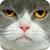 🤩 Эмодзи «Котячьи мордочки» для Telegram