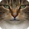 🤩 Эмодзи «Котячьи мордочки» для Telegram