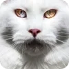 🤩 Эмодзи «Котячьи мордочки» для Telegram