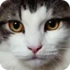🤩 Эмодзи «Котячьи мордочки» для Telegram