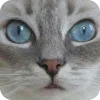 🤩 Эмодзи «Котячьи мордочки» для Telegram
