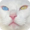 🤩 Эмодзи «Котячьи мордочки» для Telegram